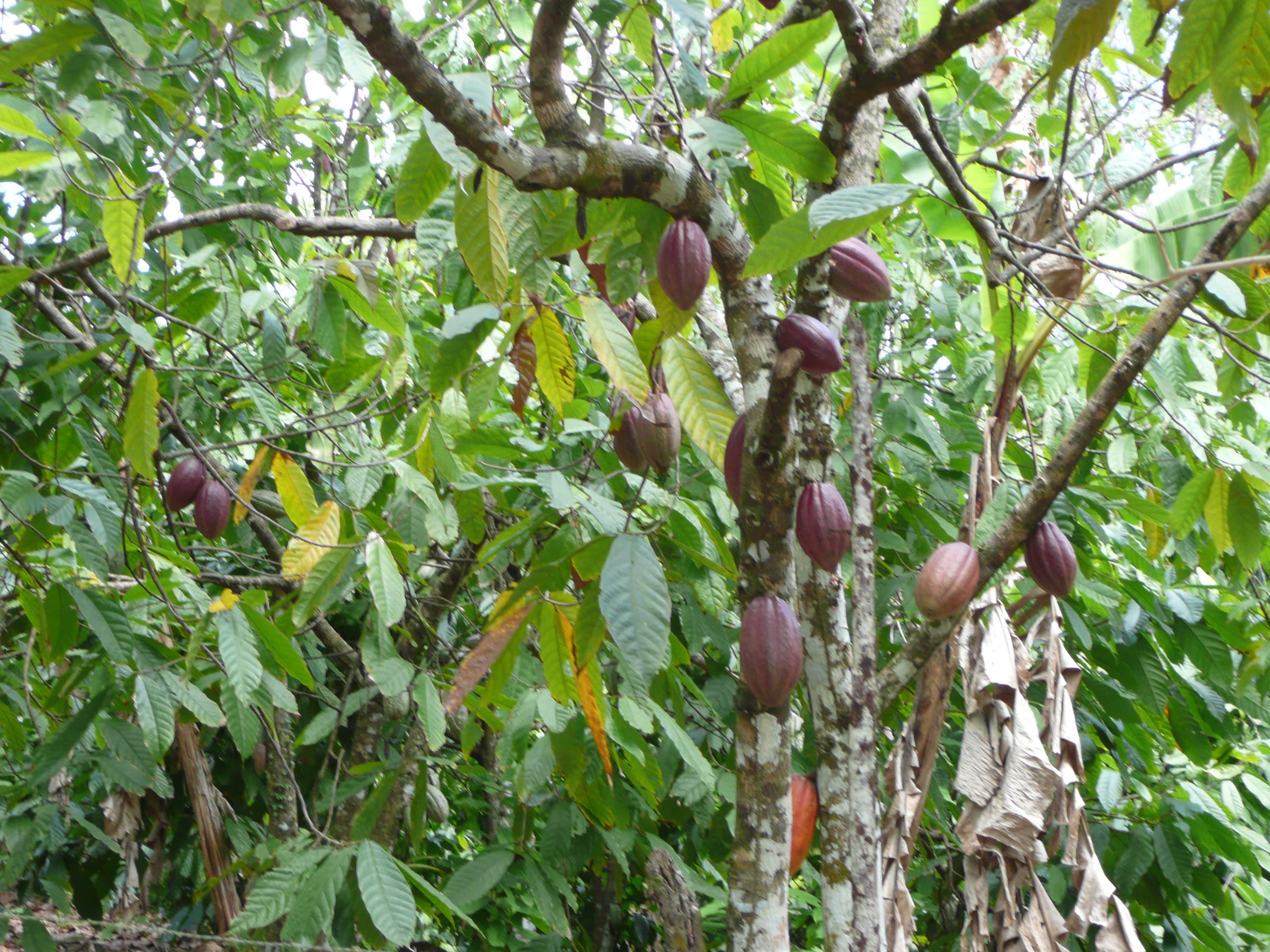 Cacao de Hermanas Mirabal - Fincas Orgánicas